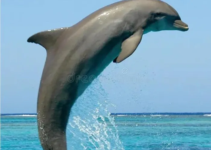 Des Dauphins דירה